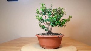 Bonsai Brautmyrte (Myrtus communis ) Nr. 1