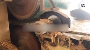 Линия для производства OSB LSWBP