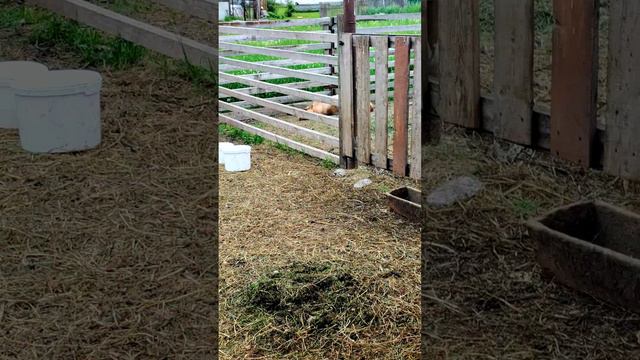 Как мои животные переживают летнюю жару🐾🌞😓