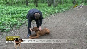 ОКД, Щенок риджбек, начальная выдержка на команде лежать