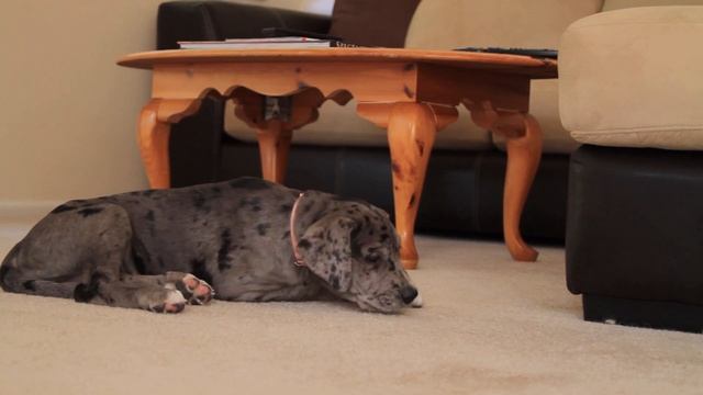 Музыка для нервных собак - успокаивающая музыка сна, глубокая музыкальная музыка для вашего питомца смотреть онлайн