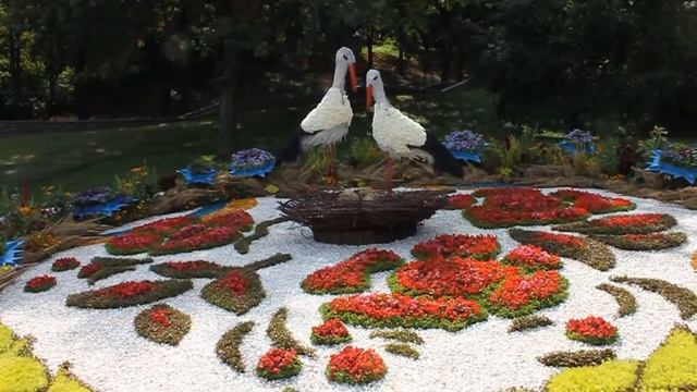 Выставка цветов на Певческом поле ко Дню Незалежности 2015 смотреть онлайн