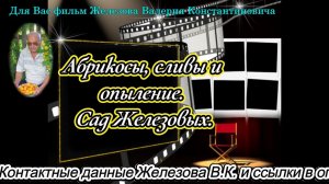 Абрикосы, сливы и опыление. Сад Железовых.