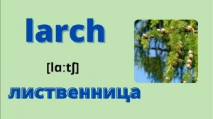 АНГЛИЙСКИЕ СЛОВА НА ТЕМУ "ДЕРЕВЬЯ" С ПЕРЕВОДОМ