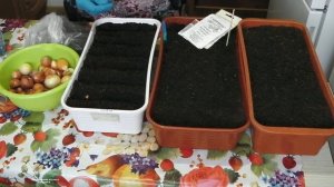 КАКУЮ ЗЕЛЕНЬ МОЖНО ВЫРАСТИТЬ ЗИМОЙ  В  КВАРТИРЕ .КАК  ОРГАНИЗОВАТЬ ЗИМНИЙ ОГОРОД  В КВАРТИРЕ  ?