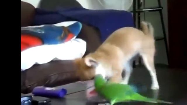 животные 21 смотреть онлайн