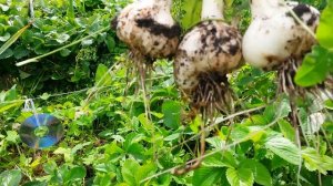 КОГДА КОПАТЬ ЧЕСНОК