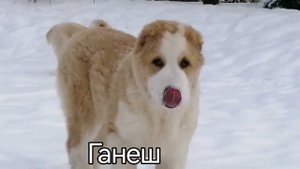 О жизни и характере Средне азиатской Овчарки. часть 2