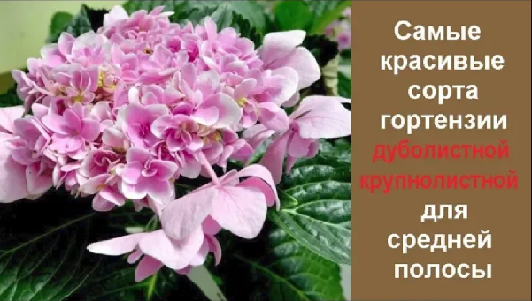 ❀ Самые красивые сорта гортензии дуболистной и крупнолистной для средней полосы