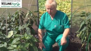 Когда и как собирать урожай перца. Выращиваем перец сладкий.