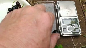 Обзор чёрной смородины Галактика