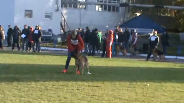 Главная выставка ВКВНО КСУ 2016 - ROXANA SOLO RIGOLETTO смотреть онлайн