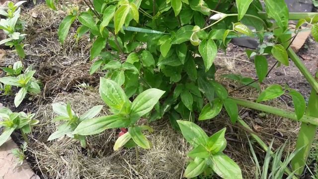 Чем подкормить клематис перед цветением смотреть онлайн