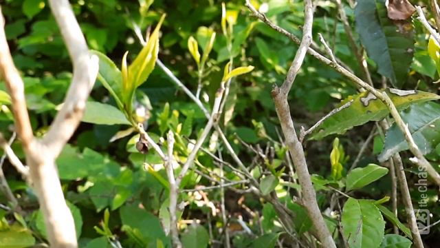 Чай с лягушкой. Сочи, май 2022 Frog tea. Sochi, May 2022 смотреть онлайн