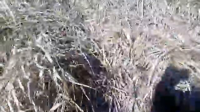 Курцхар.Стойка на куропатку
