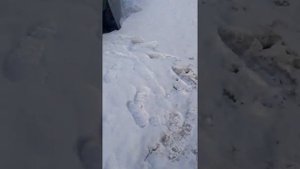 Почему гавкает мтз 50 часть 3