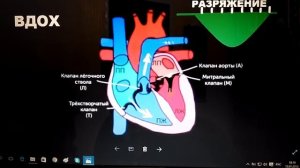 Work HEART adjustment and direction of blood! Работа СЕРДЦА регулировка и направление крови!