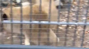 Львы воронежского зоопарка