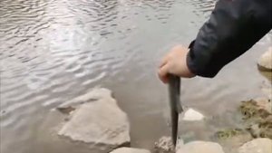 Серия 69. Фидер. Тяжёлый фидер на реке. Рыбалка с Нормундом Грабовскисом.