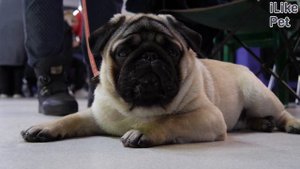 Какие запахи неприятны собакам?