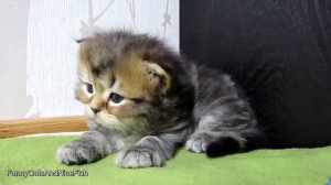 Шотландский вислоухий котенок икает