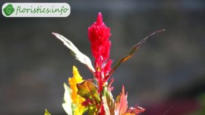 ?️ Виды целозии и сорта для сада