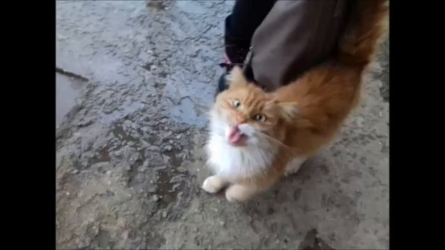 Сморгонь, будь добрее