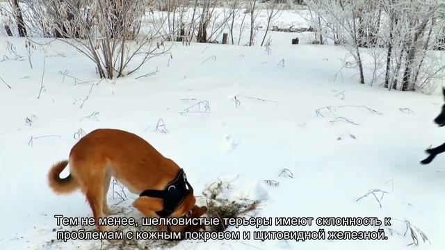 Австралийский шелковистый терьер