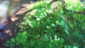 ТА САМАЯ МИКРОРЕЧКА! ЧТО ТУТ СПУСТЯ ДВА ГОДА ? Ловля щуки на спиннинг! Рыбалка в июне 2022!