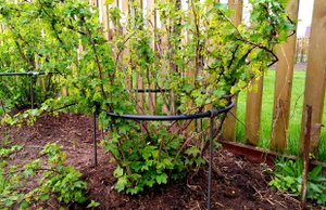 Регулируемая опора для ягодного куста своими руками