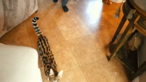 Бенгальский кот отмечает день рождения 1 год - смешные коты, кошки и котята 2019 - приколы с котами