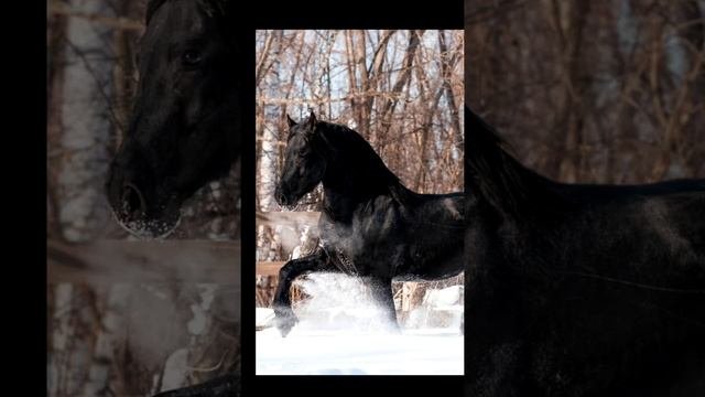 Песня вороной в исполнении. Видеоролики лошадей. вороной жеребец табун. конь вороной лихой. вороной конь с огненной гривой.