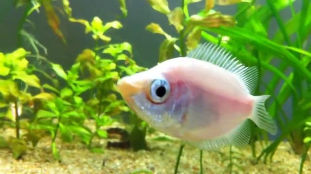 Гурами целующийся (Helostoma temminicki) смотреть онлайн