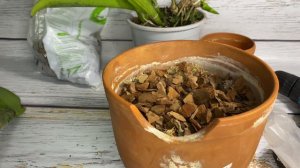 Пересадка каттлей в вулканическую лаву || Немного о жизни сейчас || Мой новый Питомец ❤️