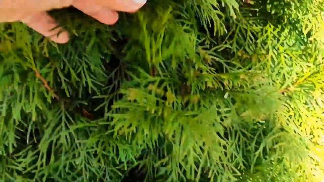 🌷ВЕСНА В УКРАИНЕ, Весна Карпаты, красивое цветение сакуры смотреть онлайн