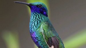 Какая птица самая маленькая, самая крупная, самая быстрая, летает выше всех?