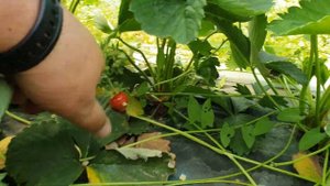 Клубнику повредило заморозками и что же выросло...