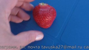 МАНОН ДЕ ФРЕЗ среднеспелого срока созревания клубника