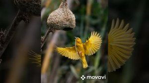 Птицы мира.Самые необычные.