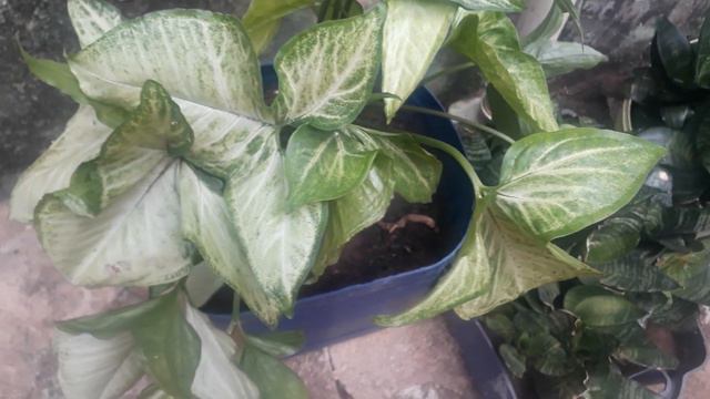 Atualização e replante de singônio смотреть онлайн