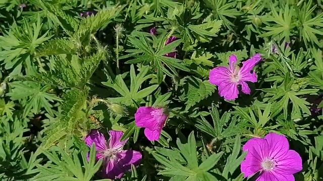 Герань луговая смотреть онлайн