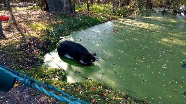 Венгерская шерстяная свинья за кормежкой 2 смотреть онлайн