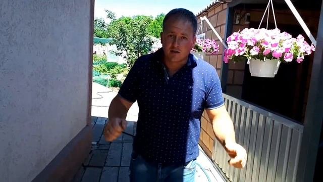 Ампельная петуния: развитие по сортам и сериям