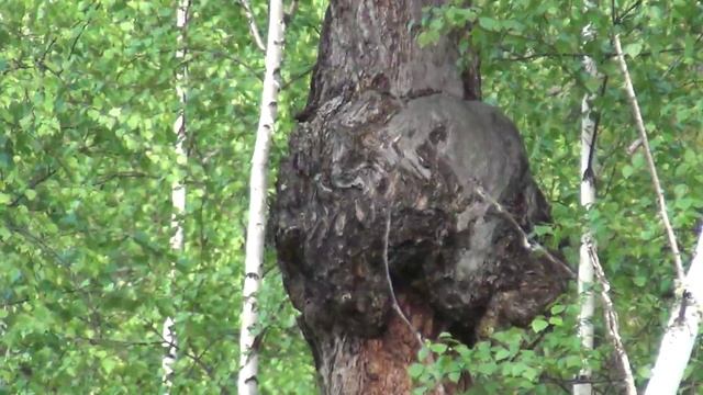 Нарост на лиственнице. Кап. Видео высокой четкости. смотреть онлайн