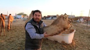 Исмагил Шангареев на ферме (коза, барашки , верблюды)