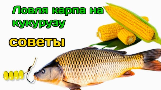 ловля карпа на кукурузу смотреть онлайн