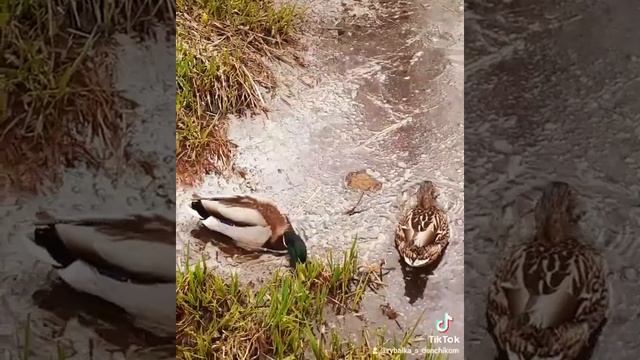 Утки кормятся. Утка и Селезень. Видео с тиктока.