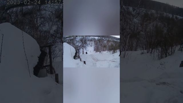 Сноубайк и Ямаха профка в гору смотреть онлайн