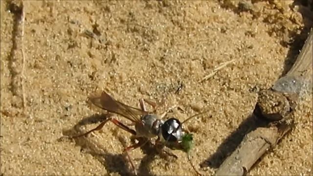 2017 29 05 АММОФИЛА фаза ПАРАЛИЗАЦИИ ГУСЕНИЦЫ смотреть онлайн