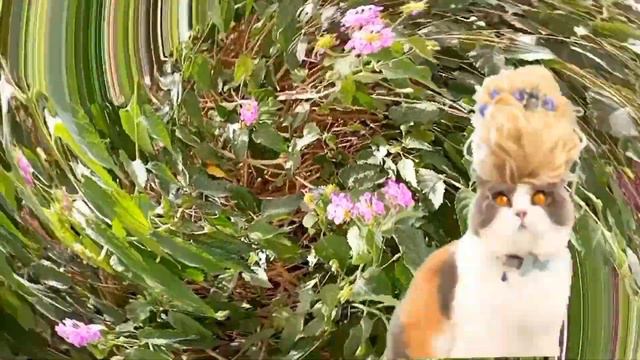 ПРИВІТАННЯ З ДНЕМ ПЕРУКАРЯ! смотреть онлайн